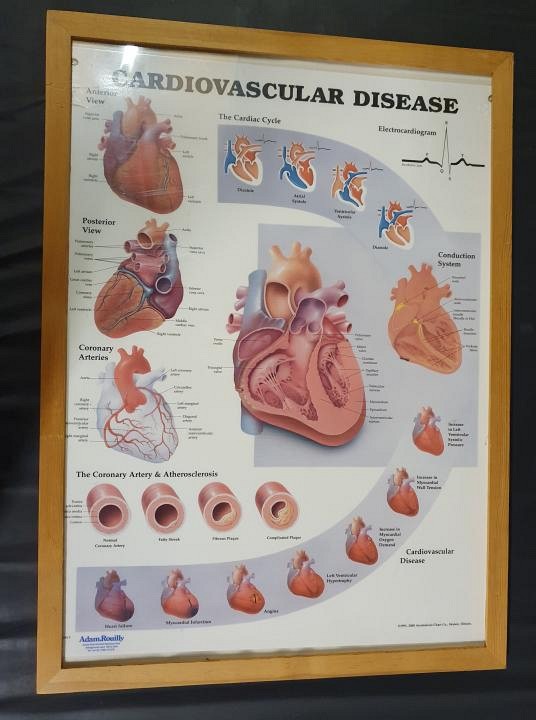 Anatomical Framed Print Cardiovascular 